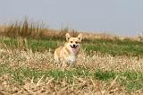 CORGI PEMBROKE 262